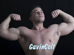 GavinColt